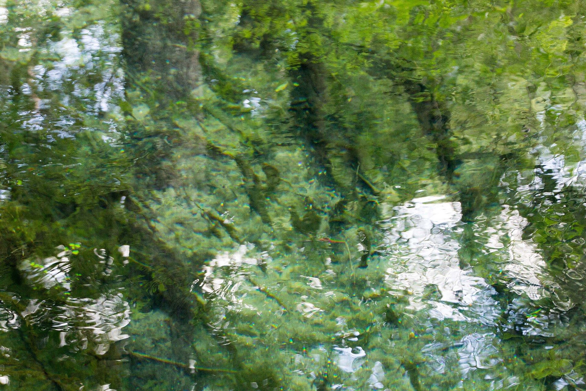 Looking down through clear water on the Ichetucknee River